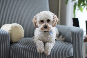 Mascotas y falsas alarmas: ¿un animal puede activar una alarma doméstica?